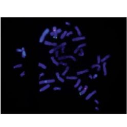 Enzo ENZ-52404 DAPI (ultra pure) (100 mg)