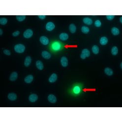 Enzo ENZ-53004-C100 NUCLEAR-ID® Blue/Green cell viability reagent (100 µl)