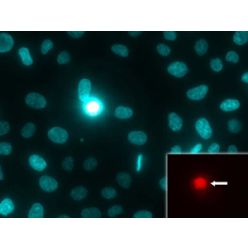Enzo ENZ-53005-C100 NUCLEAR-ID® Blue/Red cell viability reagent (GFP-CERTIFIED®) (100 µl)