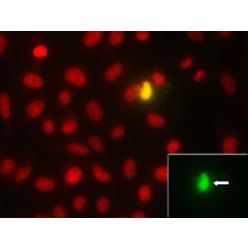Enzo ENZ-53006-C100 NUCLEAR-ID® Red/Green cell viability reagent (100 µl)