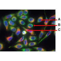Enzo ENZ-53007-C200 ORGANELLE-ID-RGB® reagent I (200 µl)