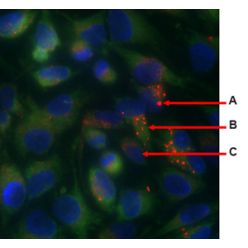 Enzo ENZ-53008-C200 ORGANELLE-ID-RGB® reagent II (200 µl)