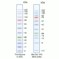 Enzo ENZ-ACC131-0500 Prestained Protein Ladder (3.5 - 245 kDa) (500 µl)