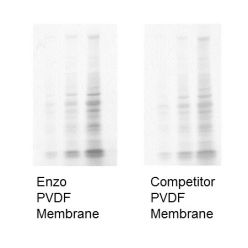 Enzo ENZ-KIT164-0001 PVDF Transfer Membrane (7cm x 9cm) (10 ea)