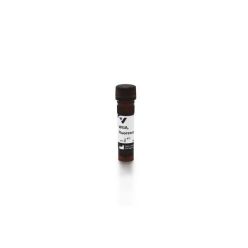 Vector Labs FL-1021-10 Wheat Germ Agglutinin (WGA), Fluorescein, 10 mg (1/EA)