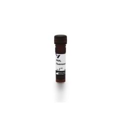 Vector Labs FL-1071-5 Peanut Agglutinin (PNA), Fluorescein, 5 mg (1/EA)