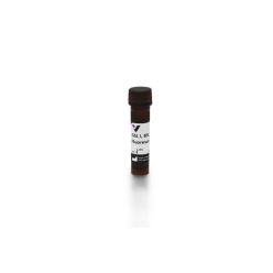 Vector Labs FL-1101-2 Griffonia (Bandeiraea) Simplicifolia Lectin I (GSL I, BSL I), Fluorescein, 2 mg (1/EA)