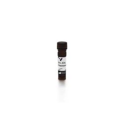 Vector Labs FL-1141-5 Erythrina Cristagalli Lectin (ECL, ECA), Fluorescein, 5 mg (1/EA)