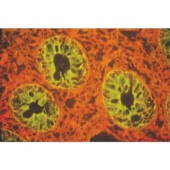 Vector Labs FL-1171-1 Lycopersicon Esculentum (Tomato) Lectin (LEL, TL), Fluorescein, 1 mg (1/EA)
