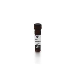 Vector Labs FL-1181-2 Datura Stramonium Lectin (DSL), Fluorescein,  2 mg (1/EA)