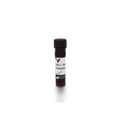 Vector Labs FL-1201-.5 Griffonia Simplicifolia Lectin I (GSL I) isolectin B4, Fluorescein, 0.5 mg (1/EA)