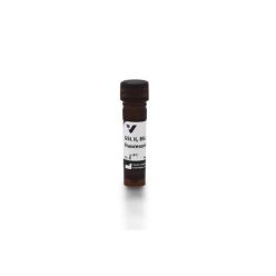 Vector Labs FL-1211-2 Griffonia (Bandeiraea) Simplicifolia Lectin II (GSL II, BSL II), Fluorescein, 2 mg (1/EA)