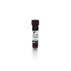 Vector Labs FL-1231-2 Vicia Villosa Lectin (VVL, VVA), Fluorescein, 2 mg (1/EA)