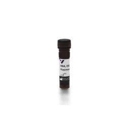 Vector Labs FL-1301-2 Sambucus Nigra Lectin (SNA, EBL), Fluorescein, 2 mg (1/EA)