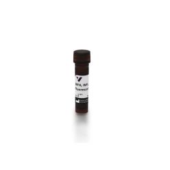 Vector Labs FL-1351-2 Wisteria Floribunda Lectin (WFA, WFL), Fluorescein, 2 mg (1/EA)