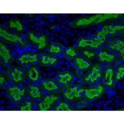 Vector Labs FL-1391-1 Aleuria Aurantia Lectin (AAL), Fluorescein, 1 mg (1/EA)