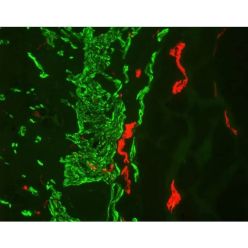Vector Labs FMK-2201 M.O.M.® (Mouse on Mouse) Immunodetection Kit, Fluorescein, 1 Kit (1/EA)