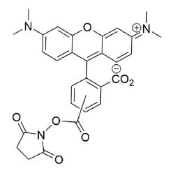 Vector Labs FP-1254-25 5(6)-TAMRA NHS Ester - 25 mg (1/EA)