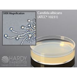 Hardy Diagnostic G101 Dry Culture Media, Corn Meal Agar w/ Tween een80 Plate, 90 Day Shelf Life (Pack of 10)