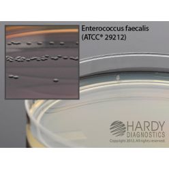 Hardy Diagnostic G11 Dry Culture Media, Bile Esculin Azide Agar Plate,  90 Day Shelf Life (Pack of 10)