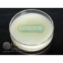 Hardy Diagnostic G122 Dry Culture Media, Casein Agar Plate,  90 Day Shelf Life (Pack of 10)