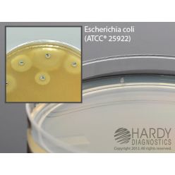 Hardy Diagnostic G146 Liquid Culture Media, Mueller Hinton Agar Plate,  10 mL, 60 Day Shelf Life (Pack of 10)