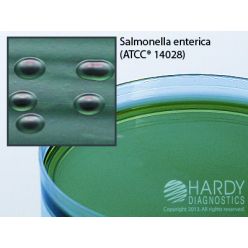 Hardy Diagnostic G63 Dry Culture Media, HE Agar Plate,  80 Day Shelf Life (Pack of 10)