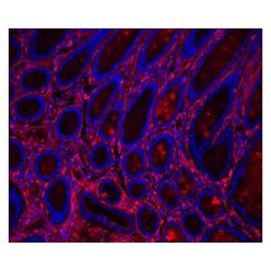 Vector Labs GSK-2000 Glysite™ Scout Glycan Screening Kit, Immunofluorescence 594, 1 Kit (1/EA)