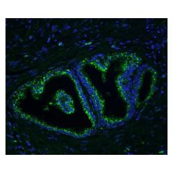 Vector Labs GSK-3000 Glysite™ Scout Glycan Screening Kit, Immunofluorescence 488, 1 Kit (1/EA)