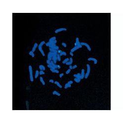 Vector Labs H-1200-10 VECTASHIELD® Antifade Mounting Medium with DAPI, 10 ml (1/EA)