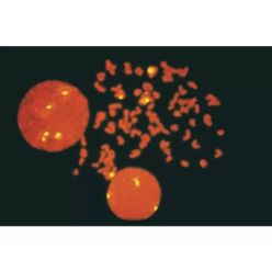 Vector Labs H-1300-10 VECTASHIELD® Antifade Mounting Medium with Propidium Iodide (PI), 10 ml (1/EA)