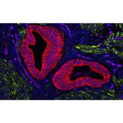 Vector Labs H-1800-2 VECTASHIELD Vibrance® Antifade Mounting Medium with DAPI, 2 ml (1/EA)