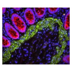 Vector Labs H-2000-10 VECTASHIELD® PLUS Antifade Mounting Medium with DAPI, 10 ml (1/EA)