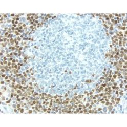 Vector Labs H-3301-250 Antigen Unmasking Solution, Tris-Based, 250 ml (1/EA)