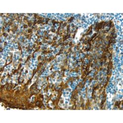 Vector Labs H-3401-500 Hematoxylin Counterstain, 500 ml (1/EA)