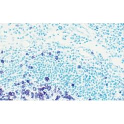 Vector Labs H-3402-500 Methyl Green Counterstain, 500 ml (1/EA)