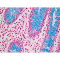 Vector Labs H-3501 Alcian Blue (pH 2.5) Stain Kit, 1 Kit (1/EA)