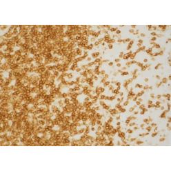 Vector Labs H-5600-60 VectaMount® PT Permanent Mounting Medium (1/EA)