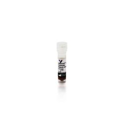 Vector Labs M-1003-010 MagnaLINK® Streptavidin Magnetic Beads (2.8 µm), 1 mL (1/EA)