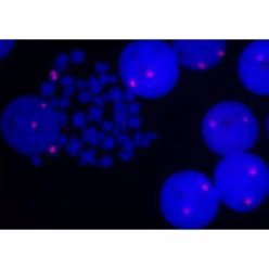 Vector Labs MB-9001 5' EndTag™ DNA/RNA Labeling Kit, 1 Kit (1/EA)
