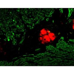 Vector Labs MKB-2225-.1 M.O.M.® (Mouse on Mouse) Biotinylated Anti-Mouse IgG Reagent, 0.1 ml (1/EA)