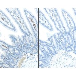 Vector Labs MP-2400 M.O.M.® (Mouse on Mouse) ImmPRESS®-HRP (Peroxidase) Polymer Kit, 1 Kit (1/EA)