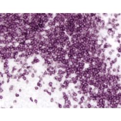 Vector Labs MP-7404-50 ImmPRESS®-HRP Goat Anti-Rat IgG Polymer Detection Kit, Peroxidase, 50 ml (1/EA)