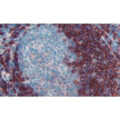 Vector Labs MP-7444-15 ImmPRESS®-HRP Goat Anti-Rat IgG, Mouse adsorbed Polymer Detection Kit, Peroxidase, 15 ml (1/EA)