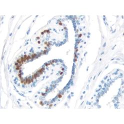 Vector Labs MP-7500-50 ImmPRESS®-HRP Universal Antibody (Horse Anti-Mouse/Rabbit IgG) Polymer Detection Kit, Peroxidase, 50 ml (1/EA)