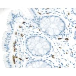 Vector Labs MP-7602-50 ImmPRESS® Excel Amplified Polymer Staining Kit, Anti-Mouse IgG, Peroxidase, 50 ml (1/EA)