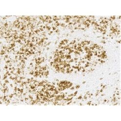 Vector Labs MP-7801-15 ImmPRESS®-HRP Horse Anti-Rabbit IgG PLUS Polymer Kit, Peroxidase, 1 Kit (1/EA)