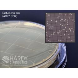 Hardy Diagnostic P32 Dry Culture Media, R2A Agar Contact Plate,  100 Day Shelf Life (Pack of 10)