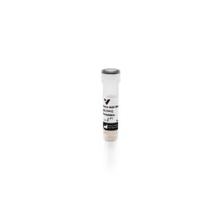Vector Labs PI-2000-1 Horse Anti-Mouse IgG Antibody (H+L), Peroxidase, 1 mg (1/EA)