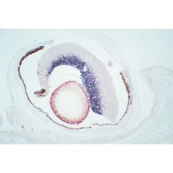 Vector Labs PK-2200 M.O.M. (Mouse on Mouse) Elite® Immunodetection Kit, Peroxidase, 1 Kit (1/EA)